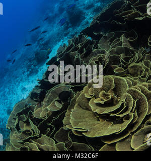 La patch di cavolo sito di immersione con piastra enorme coral Foto Stock