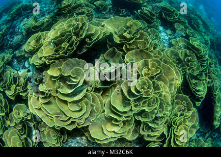 La patch di cavolo sito di immersione con piastra enorme coral Foto Stock