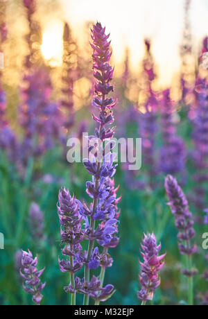 Sage bussola con piccole formiche sui fiori nella luce del sole al mattino Foto Stock