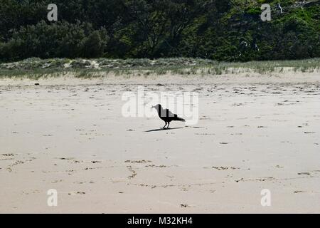 Australian black raven (Torresian crow) sulla spiaggia in Noosa National Park, Sunshine Coast, Queensland, Australia. Foto Stock