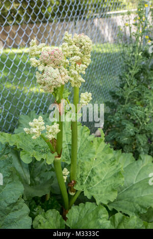 Over-lasciato le zone di svernamento (rabarbaro pianta che è imbullonata in primavera in Issaquah, Washington, Stati Uniti d'America. Non preleva i fiori si limitano notevolmente il vostro raccolto. Foto Stock