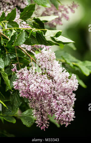 Lillà fiorisce in primavera in Issaquah, Washington, Stati Uniti d'America Foto Stock