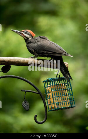 I capretti femmina Picchio Pileated arroccato sopra un alimentatore suet in Issaquah, Washington, Stati Uniti d'America Foto Stock