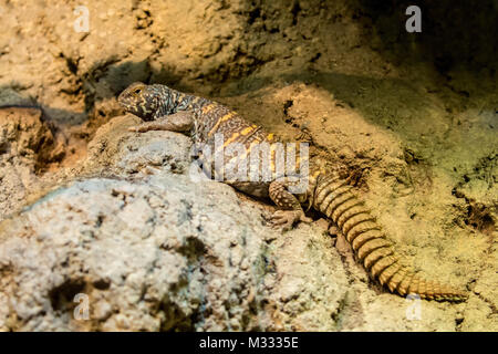 Spinosa ornati-tailed lucertola al Woodlands Park Zoo, Seattle, Washington, Stati Uniti d'America. Si tratta di una di medie dimensioni lizard con breve, gambe potenti e un grande, BU Foto Stock