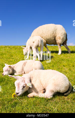 Texel pecore e agnelli in erba sull isola di Texel in Olanda in una giornata di sole. Foto Stock