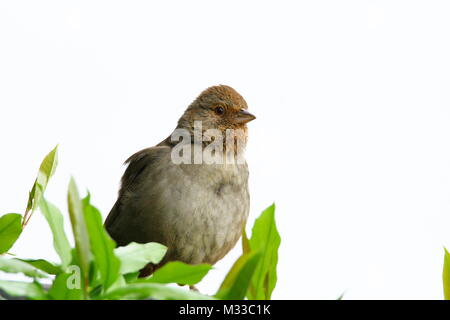 Fringillide della camera Foto Stock
