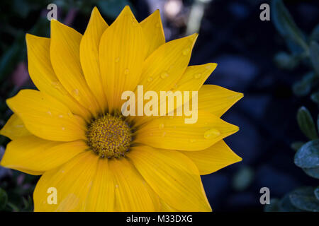 Close up fiore giallo con goccioline di acqua Foto Stock