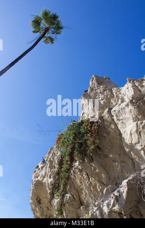 Abstract Palm tree e cliff Foto Stock