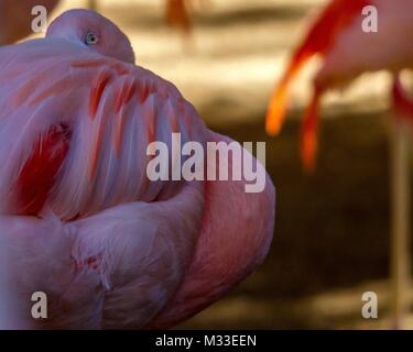 Sleeping fenicottero rosa Foto Stock