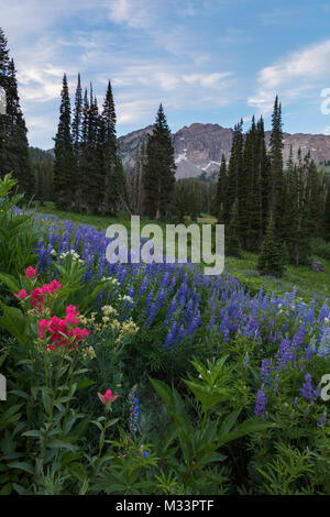 Fiori di campo all'alba, Albion bacino, poco pioppi neri americani Canyon dello Utah Foto Stock