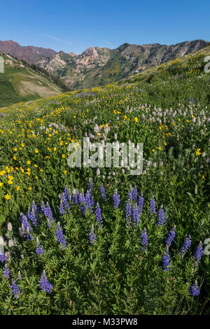 Fiori Selvatici, Albion bacino, poco pioppi neri americani Canyon, Montagne Wasatch, Utah Foto Stock