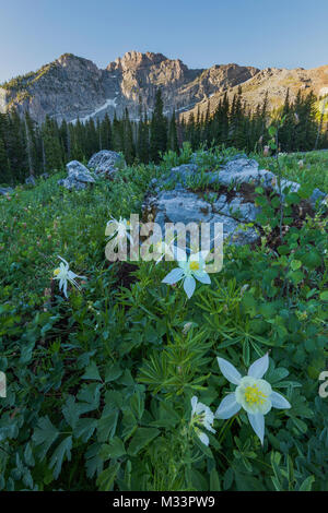 Aquilegia alpina, Albion bacino, poco pioppi neri americani Canyon, Montagne Wasatch, Utah Foto Stock