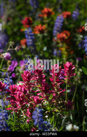 Fiori Selvatici, Albion bacino, poco pioppi neri americani Canyon, Montagne Wasatch, Utah Foto Stock