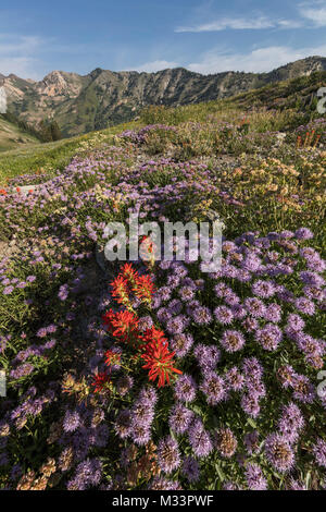 Fiori Selvatici, Albion bacino, poco pioppi neri americani Canyon, Montagne Wasatch, Utah Foto Stock