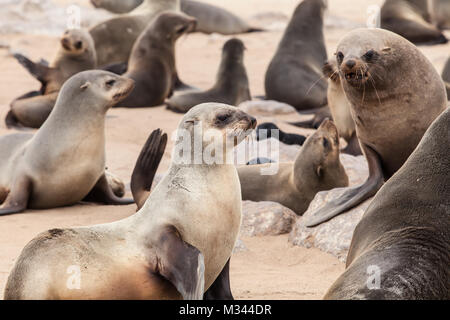 Capo pelliccia sigillo colonia, Namibia Foto Stock