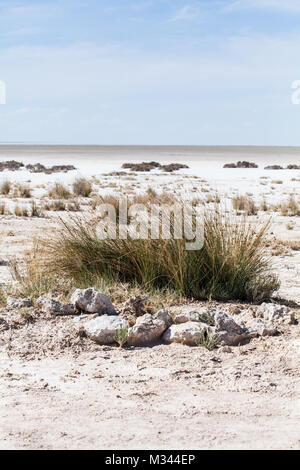 Saline, il Parco Nazionale di Etosha, Namibia Foto Stock