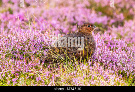 Red Grouse in viola Heather su Yorkshire Grouse Moor, Regno Unito Foto Stock