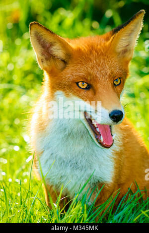 Primo piano ritratto di un cucciolo di volpe rossa selvatica inglese in un'erba verde brillante con occhi ambrati e rivolto in avanti, Inghilterra, Regno Unito. Spazio di copia Foto Stock