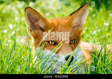 Primo piano di un bellissimo cucciolo di volpe rossa (vulpes vulpes) selvatico e autoctono in erba verde scintillante con occhi color ambra e di fronte alla fotocamera, Inghilterra, Regno Unito Foto Stock