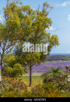 La macchia di erba con alberi, Perth, Australia occidentale, Australia Foto Stock