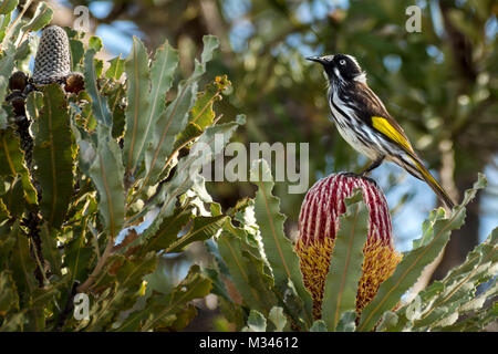 Uccello del Honeyeater di New Holland (Phylidonyris novaenetherlandsiae) su un fiore di proteas, Australia Foto Stock