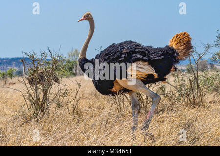 Ritratto di uno struzzo, Parco Nazionale Kruger, Mpumalanga, Sud Africa Foto Stock