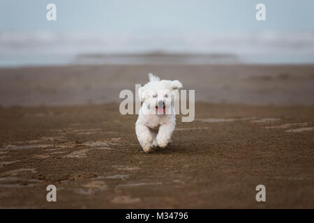 Bianco cane Maltese in esecuzione all'aperto sulla spiaggia Foto Stock