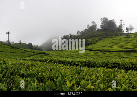 Le piantagioni di tè in Rancabali, Bandung, Jawa Barat, Indonesia. Foto Stock