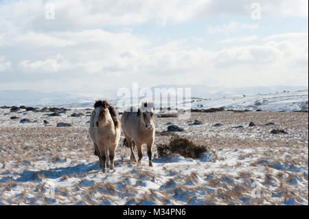 Builth Wells, Powys, Regno Unito. Il 9 febbraio, 2018. Regno Unito Meteo. Hardy Welsh Mountain pony sono visti in un paesaggio invernale sul Mynydd Epynt intervallo vicino Builth Wells in Powys dopo una nevicata la notte scorsa. Credito: Credito: Graham M. Lawrence/Alamy Live News Foto Stock