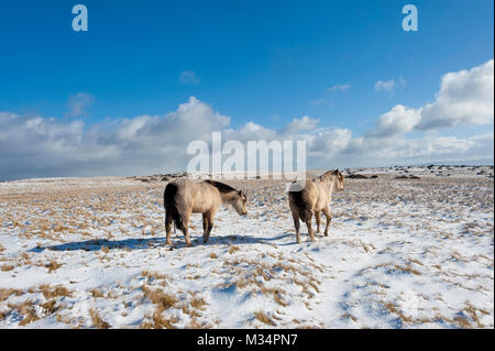 Builth Wells, Powys, Regno Unito. Il 9 febbraio, 2018. Regno Unito Meteo. Hardy Welsh Mountain pony sono visti in un paesaggio invernale sul Mynydd Epynt intervallo vicino Builth Wells in Powys dopo una nevicata la notte scorsa. Credito: Credito: Graham M. Lawrence/Alamy Live News Foto Stock