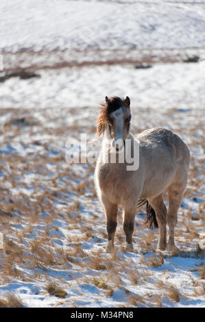 Builth Wells, Powys, Regno Unito. Il 9 febbraio, 2018. Regno Unito Meteo. Hardy Welsh Mountain pony sono visti in un paesaggio invernale sul Mynydd Epynt intervallo vicino Builth Wells in Powys dopo una nevicata la notte scorsa. Credito: Credito: Graham M. Lawrence/Alamy Live News Foto Stock