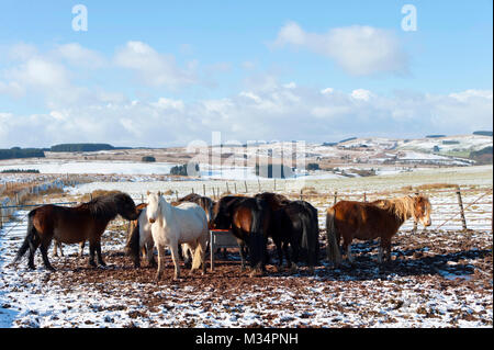 Builth Wells, Powys, Regno Unito. Il 9 febbraio, 2018. Regno Unito Meteo. Hardy Welsh Mountain pony sono visti in un paesaggio invernale sul Mynydd Epynt intervallo vicino Builth Wells in Powys dopo una nevicata la notte scorsa. Credito: Credito: Graham M. Lawrence/Alamy Live News Foto Stock