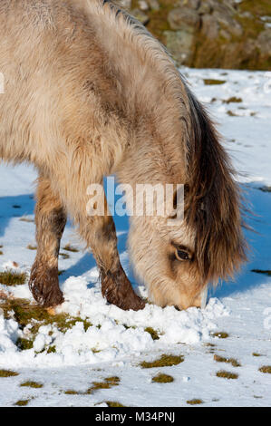 Builth Wells, Powys, Regno Unito. Il 9 febbraio, 2018. Regno Unito Meteo. Hardy Welsh Mountain pony sono visti in un paesaggio invernale sul Mynydd Epynt intervallo vicino Builth Wells in Powys dopo una nevicata la notte scorsa. Credito: Credito: Graham M. Lawrence/Alamy Live News Foto Stock