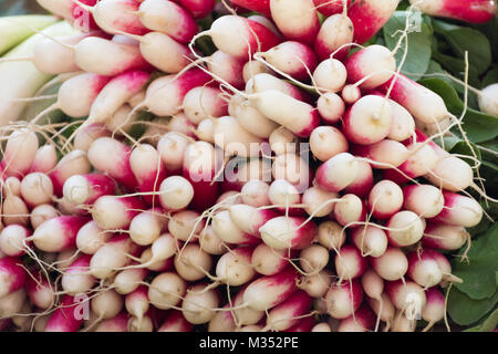 Close up di un mazzetto di bianco e rosa scuro o fucsia Prima colazione francese Ravanelli fotografato a livello degli occhi. Foto Stock