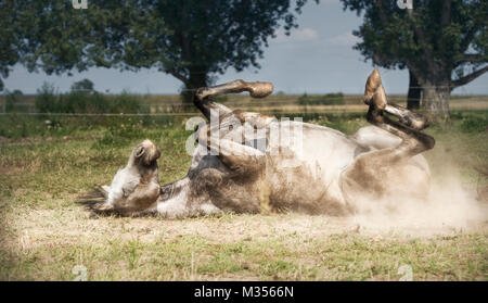 Cavallo grigio giace sulla sua schiena , il rotolamento e dare calci a sfondo di pascolo. Cavalli felici lo stile di vita e atteggiamento appropriato Foto Stock