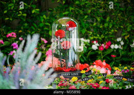 L eterna rose rosse nel pallone sul giardino Foto Stock