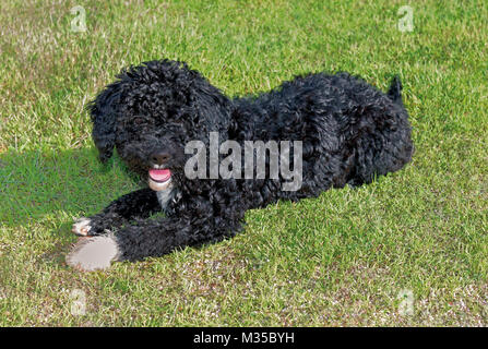 Giovane portoghese cane di acqua giacente in erba verde Foto Stock