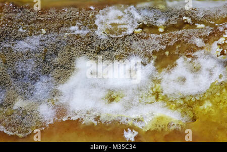 Dettaglio di viziati formaggio ammuffito close up Foto Stock