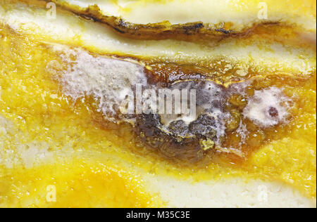 Dettaglio di viziati formaggio ammuffito close up Foto Stock