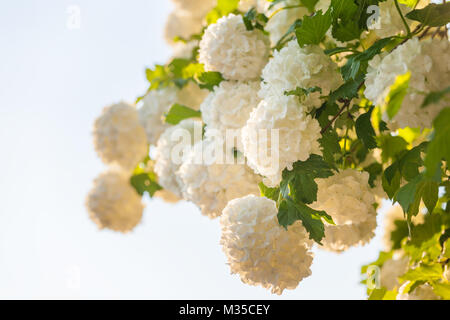 Snowball Bush fiori, Viburnum arbusto, bellissimi fiori da giardino, messa a fuoco sul fiore centrale Foto Stock