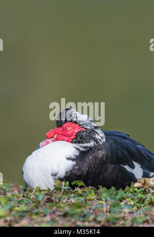 Drake anatra muta (Cairina moschata) ritratto dormire in inverno nel West Sussex, in Inghilterra, Regno Unito. Anatra muta copyspace. Foto Stock