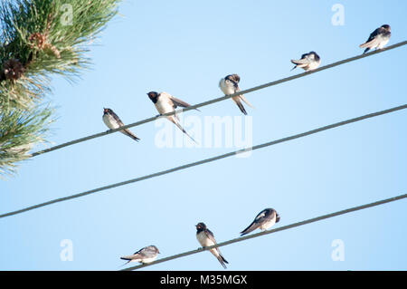 Stesso rondini di stare su un cavo Foto Stock