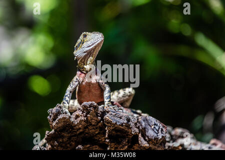 Collo Frilled lizard seduto su un registro, Queensland, Australia. Foto Stock