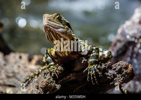 Collo Frilled lizard seduto su un registro, Queensland, Australia Foto Stock