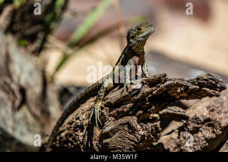 Collo Frilled lizard seduto su un registro, Queensland, Australia. Foto Stock