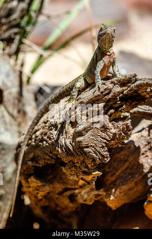 Collo Frilled lizard seduto su un registro, Queensland, Australia. L'immagine verticale. Foto Stock