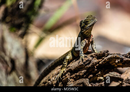 Collo Frilled lizard seduto su un registro, Queensland, Australia. Foto Stock