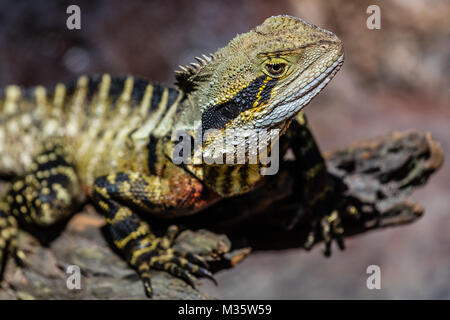 Collo Frilled lizard seduto su un registro, Queensland, Australia. Close up. Foto Stock