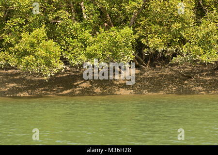 Paesaggio di estuario e Mangroove foresta, Sundarbans delta, West Bengal, India Foto Stock