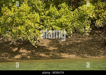 Paesaggio di estuario e Mangroove foresta, Sundarbans delta, West Bengal, India Foto Stock